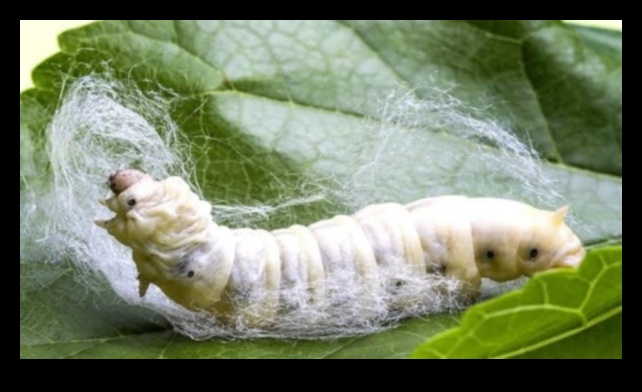 Silk and Sericulture A Cultural Tapestry 4 Μετάξι και Σηροτροφία: Καλλιτεχνικές Αναπαραστάσεις στον Ασιατικό Πολιτισμό