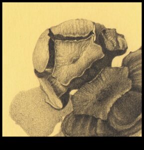 Graphite Whispers: Creating Soft and Delicate Pencil Art