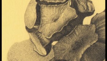 Graphite Whispers: Creating Soft and Delicate Pencil Art